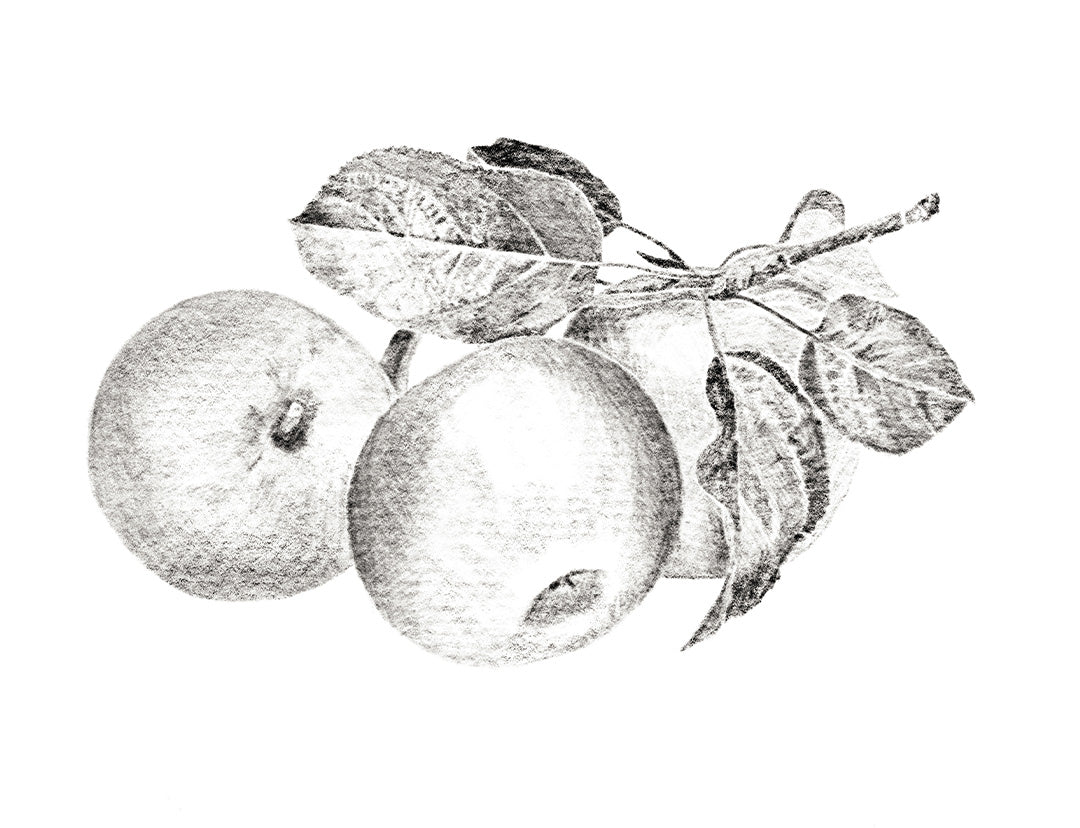 HENRO Company Autumn Orchard Fragrance Illustration