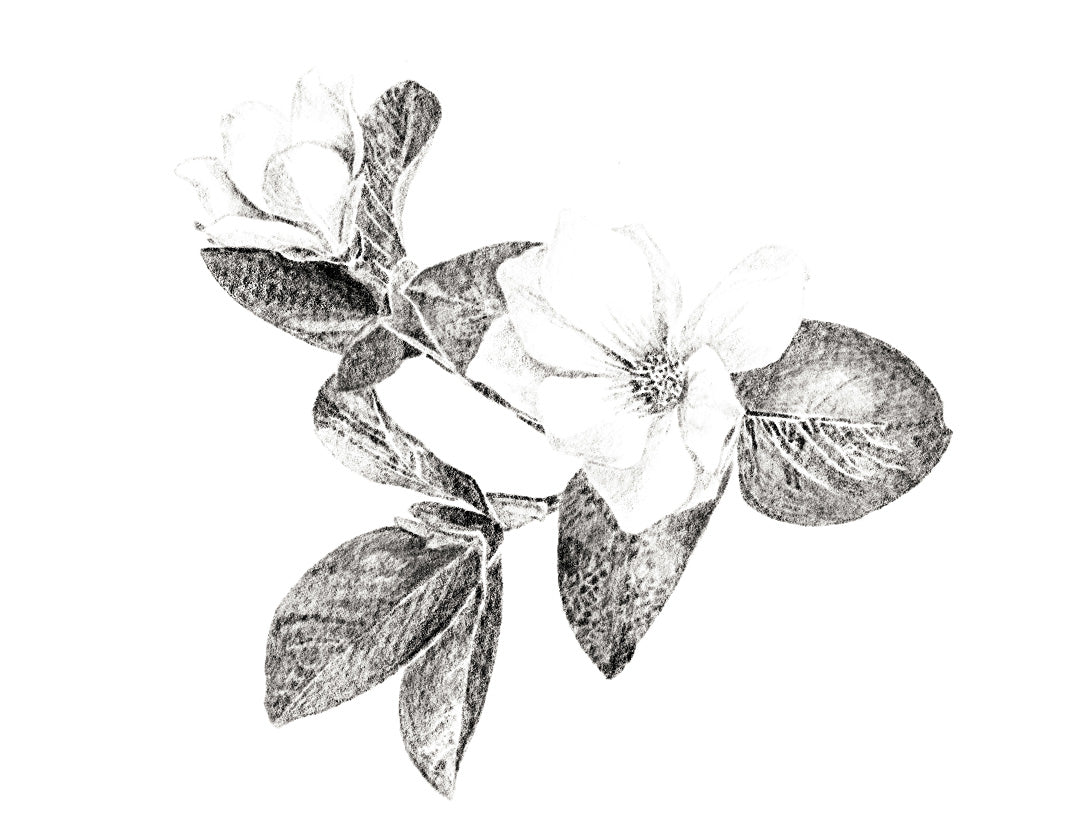 HENRO Company Magnolia and Peony Fragrance Illustration